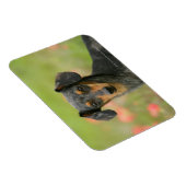 Langhaarige Miniatur-Dackel-Welpe Magnet (Rechte Seite)