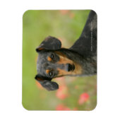 Langhaarige Miniatur-Dackel-Welpe Magnet (Vertikal)