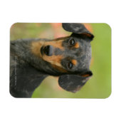 Langhaarige Miniatur-Dackel-Welpe Magnet (Horizontal)