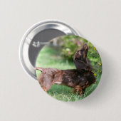 Langhaarige MiniaturDackel 1 Button (Vorne & Hinten)