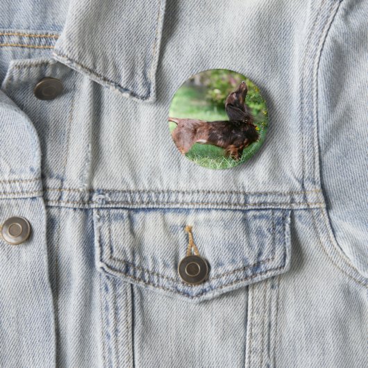 Langhaarige MiniaturDackel 1 Button (Beispiel)