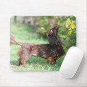 Langhaarige MiniaturDackel 1 Mousepad (Mit Mouse)