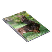 Langhaarige MiniaturDackel 1 Notizblock (Rechte Seite)