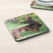 Langhaarige MiniaturDackel 1 Untersetzer (Linke Seite)