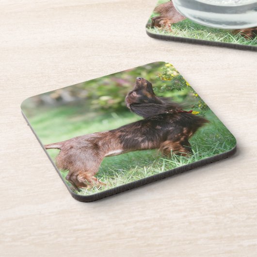 Langhaarige MiniaturDackel 1 Untersetzer (Linke Seite)