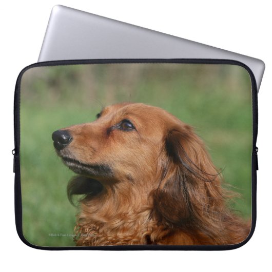 Langhaarige MiniaturDackel 2 Laptopschutzhülle (Vorderseite)