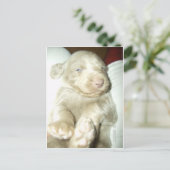 Langhaarige Pup Weimaraner Postkarte (Stehend Vorderseite)