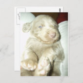 Langhaarige Pup Weimaraner Postkarte (Vorne/Hinten)