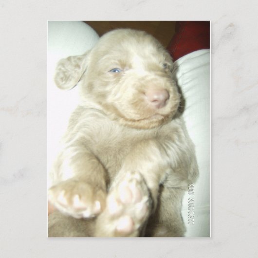 Langhaarige Pup Weimaraner Postkarte (Vorderseite)
