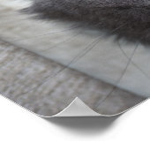 Langhaarige Russische Blaue Katze Poster (Ecke)