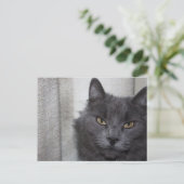 Langhaarige Russische Blaue Katze Postkarte (Stehend Vorderseite)