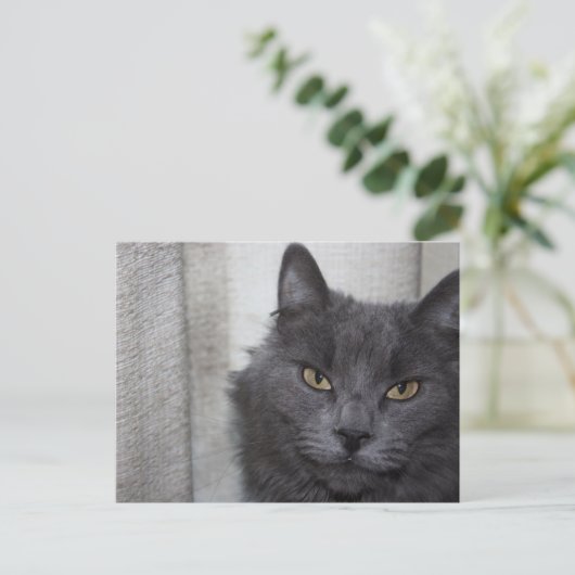 Langhaarige Russische Blaue Katze Postkarte (Stehend Vorderseite)