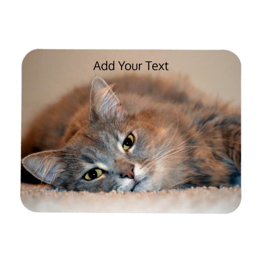 Langhaarige Russische Blaue Katze von Shirley Tayl Magnet (Horizontal)