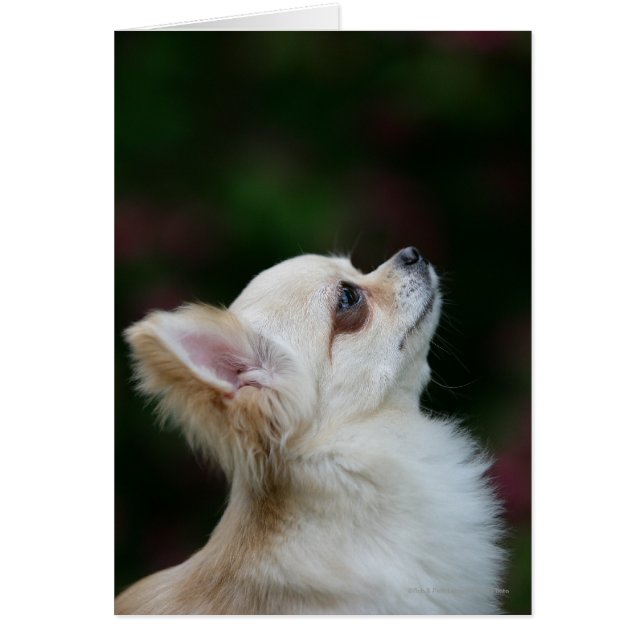 Langhaariger Chihuahua-Headshot 2 (Vorne)