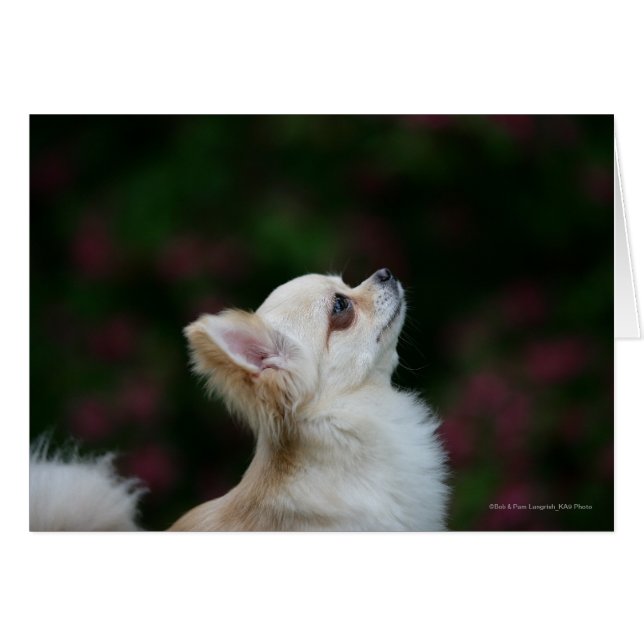 Langhaariger Chihuahua-Headshot 2 (Vorderseite (Horizontal))