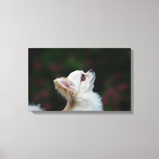 Langhaariger Chihuahua-Headshot 2 Leinwanddruck (Vorderseite)