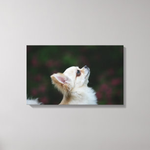 Langhaariger Chihuahua-Headshot 2 Leinwanddruck