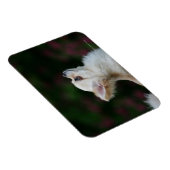 Langhaariger Chihuahua-Headshot 2 Magnet (Rechte Seite)