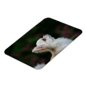 Langhaariger Chihuahua-Headshot 2 Magnet (Linke Seite)