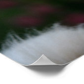 Langhaariger Chihuahua-Headshot 2 Poster (Ecke)