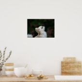 Langhaariger Chihuahua-Headshot 2 Poster (Küche)