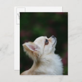 Langhaariger Chihuahua-Headshot 2 Postkarte (Vorne/Hinten)