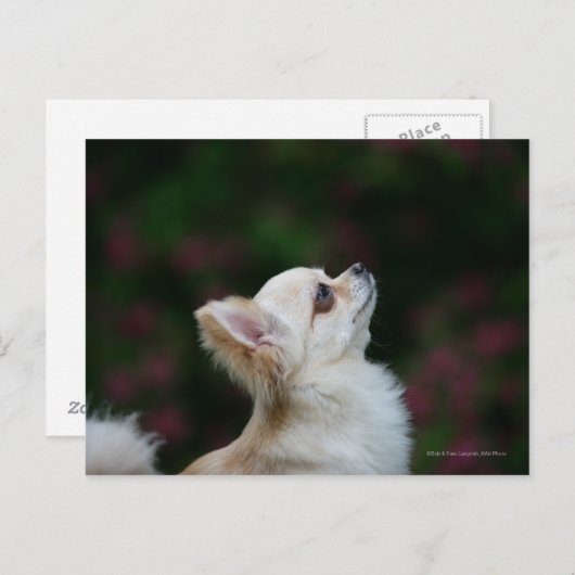 Langhaariger Chihuahua-Headshot 2 Postkarte (Vorne/Hinten)