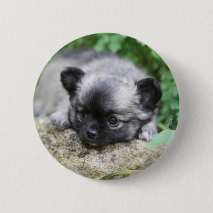 Langhaariger Chihuahua-Welpe Button