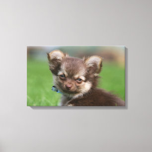 Langhaariger Chihuahua-Welpe, der Kamera Leinwanddruck
