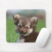 Langhaariger Chihuahua-Welpe, der Kamera Mousepad (Mit Mouse)