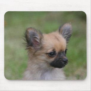 Langhaariger Chihuahua-Welpe, der Kamera Mousepad