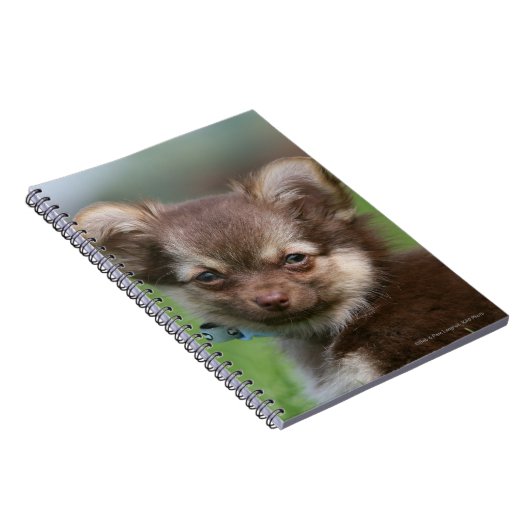 Langhaariger Chihuahua-Welpe, der Kamera Notizblock (Rechte Seite)