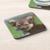 Langhaariger Chihuahua-Welpe, der Kamera Untersetzer (Linke Seite)