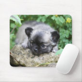 Langhaariger Chihuahua-Welpe Mousepad (Mit Mouse)