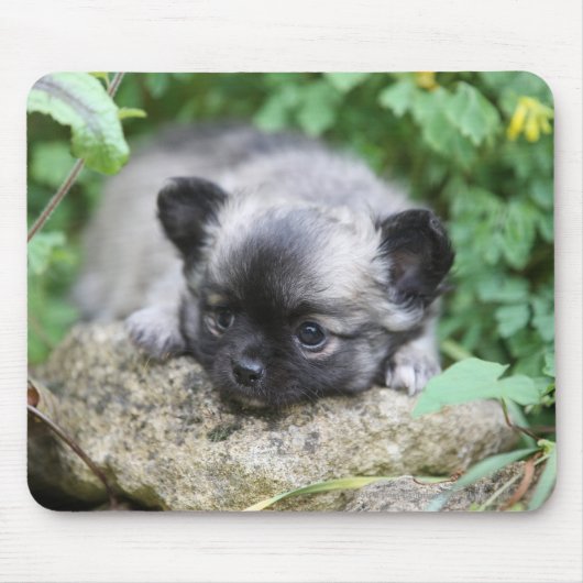 Langhaariger Chihuahua-Welpe Mousepad (Vorne)