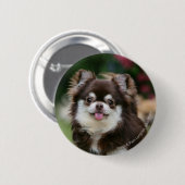 Langhaariger ChihuahuaHeadshot 1 Button (Vorne & Hinten)