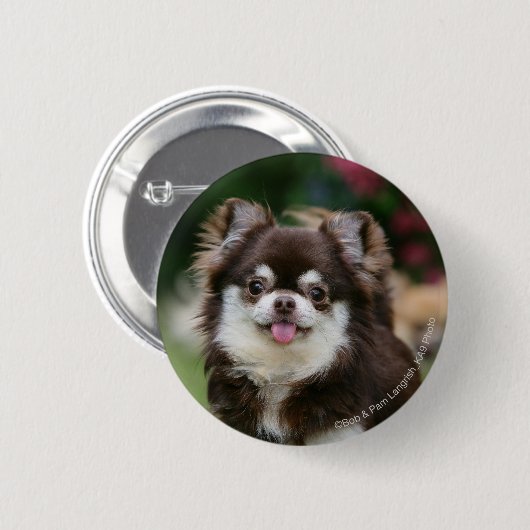 Langhaariger ChihuahuaHeadshot 1 Button (Vorne & Hinten)
