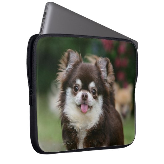 Langhaariger ChihuahuaHeadshot 1 Laptopschutzhülle (Vorne Rechts)