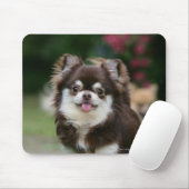 Langhaariger ChihuahuaHeadshot 1 Mousepad (Mit Mouse)