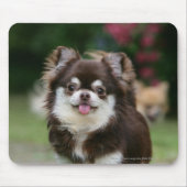 Langhaariger ChihuahuaHeadshot 1 Mousepad (Vorne)