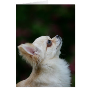 Langhaariger ChihuahuaHeadshot 2