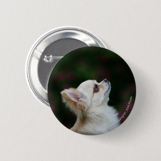 Langhaariger ChihuahuaHeadshot 2 Button (Vorne & Hinten)