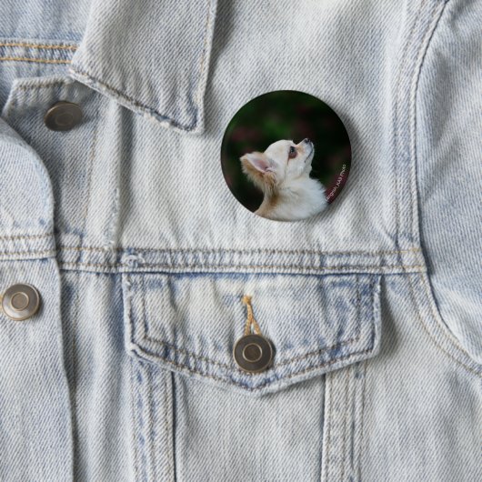 Langhaariger ChihuahuaHeadshot 2 Button (Beispiel)