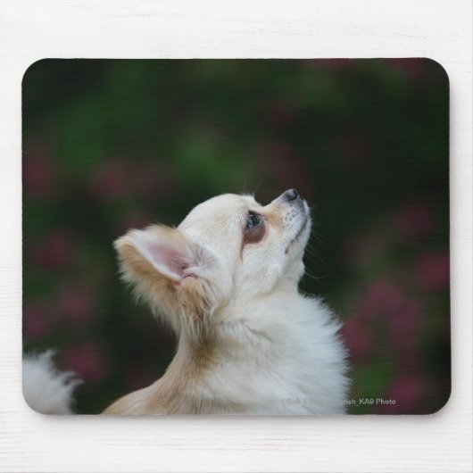 Langhaariger ChihuahuaHeadshot 2 Mousepad (Vorne)