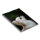 Langhaariger ChihuahuaHeadshot 2 Notizblock (Rechte Seite)