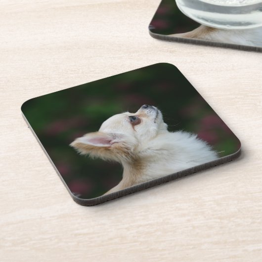 Langhaariger ChihuahuaHeadshot 2 Untersetzer (Linke Seite)