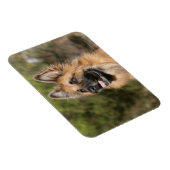 Langhaariger Deutscher Schäferhund 1 Magnet (Rechte Seite)