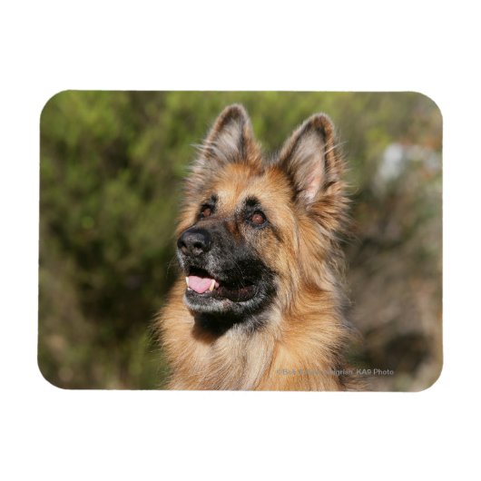 Langhaariger Deutscher Schäferhund 1 Magnet (Horizontal)
