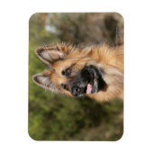 Langhaariger Deutscher Schäferhund 1 Magnet (Vertikal)
