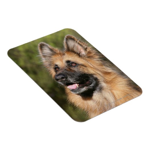 Langhaariger Deutscher Schäferhund 1 Magnet (Rechte Seite)